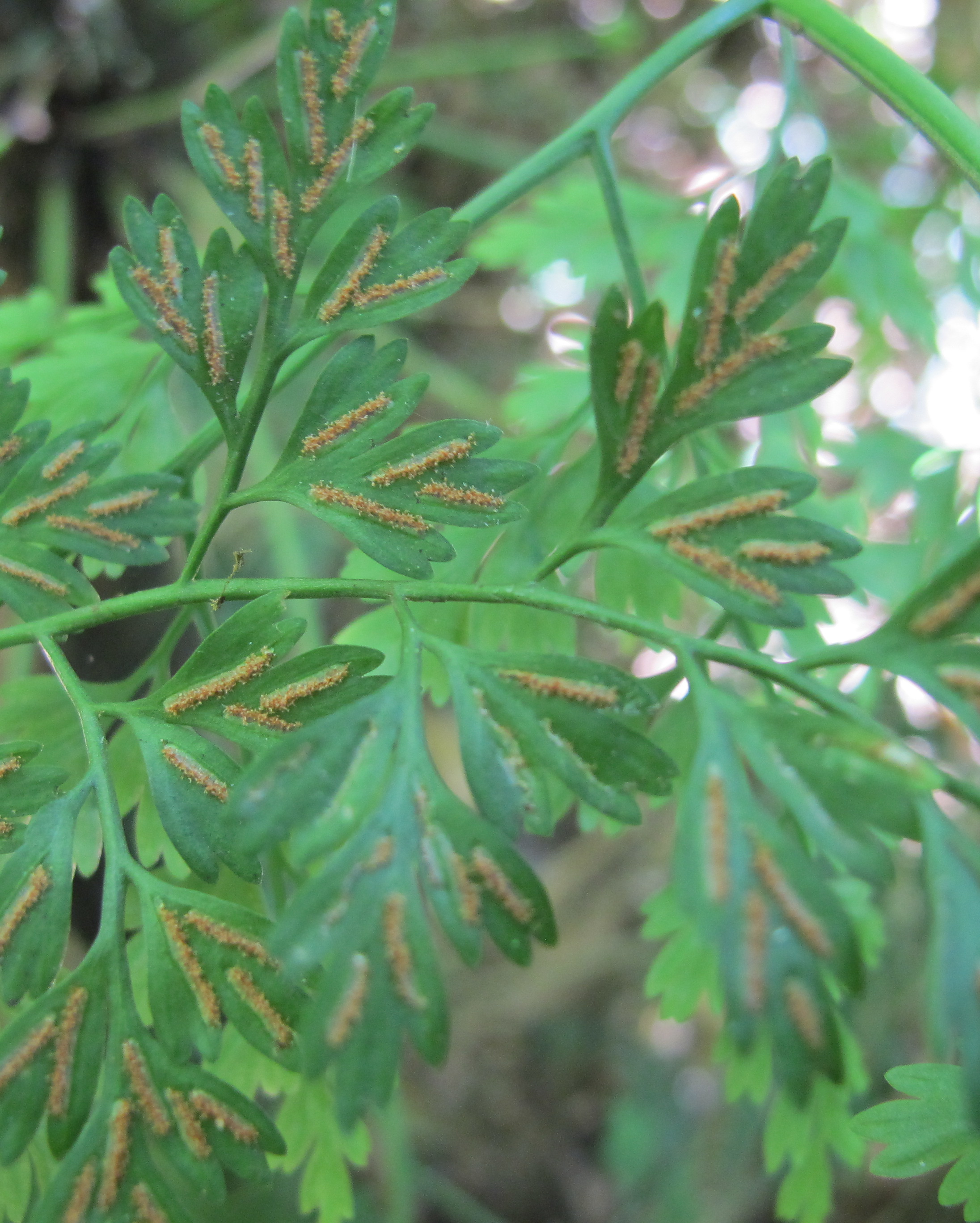 Asplenium scandicinum