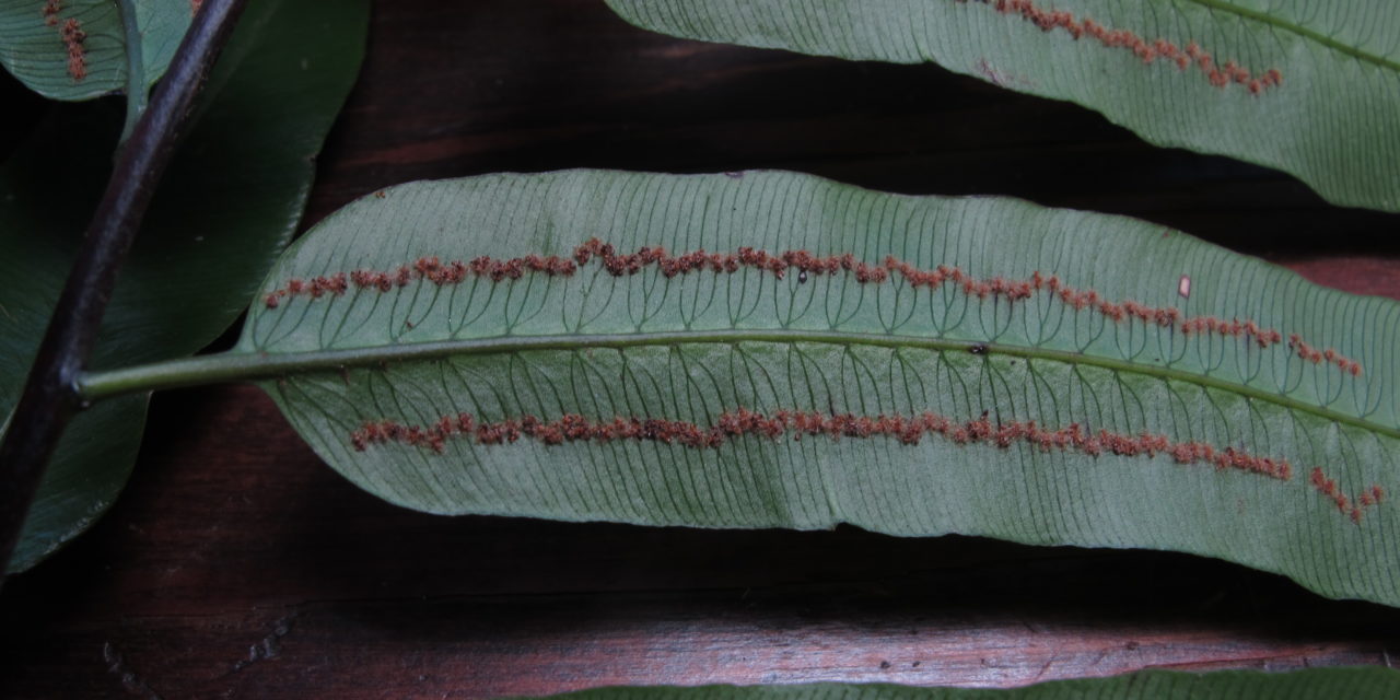 Cyathea corcovadensis