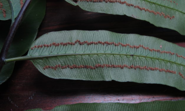 Cyathea corcovadensis