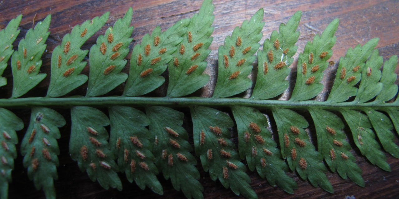 Asplenium pteropus