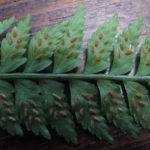 Asplenium pteropus