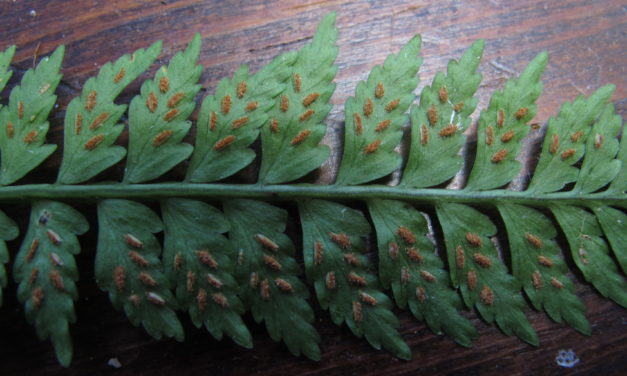 Asplenium pteropus