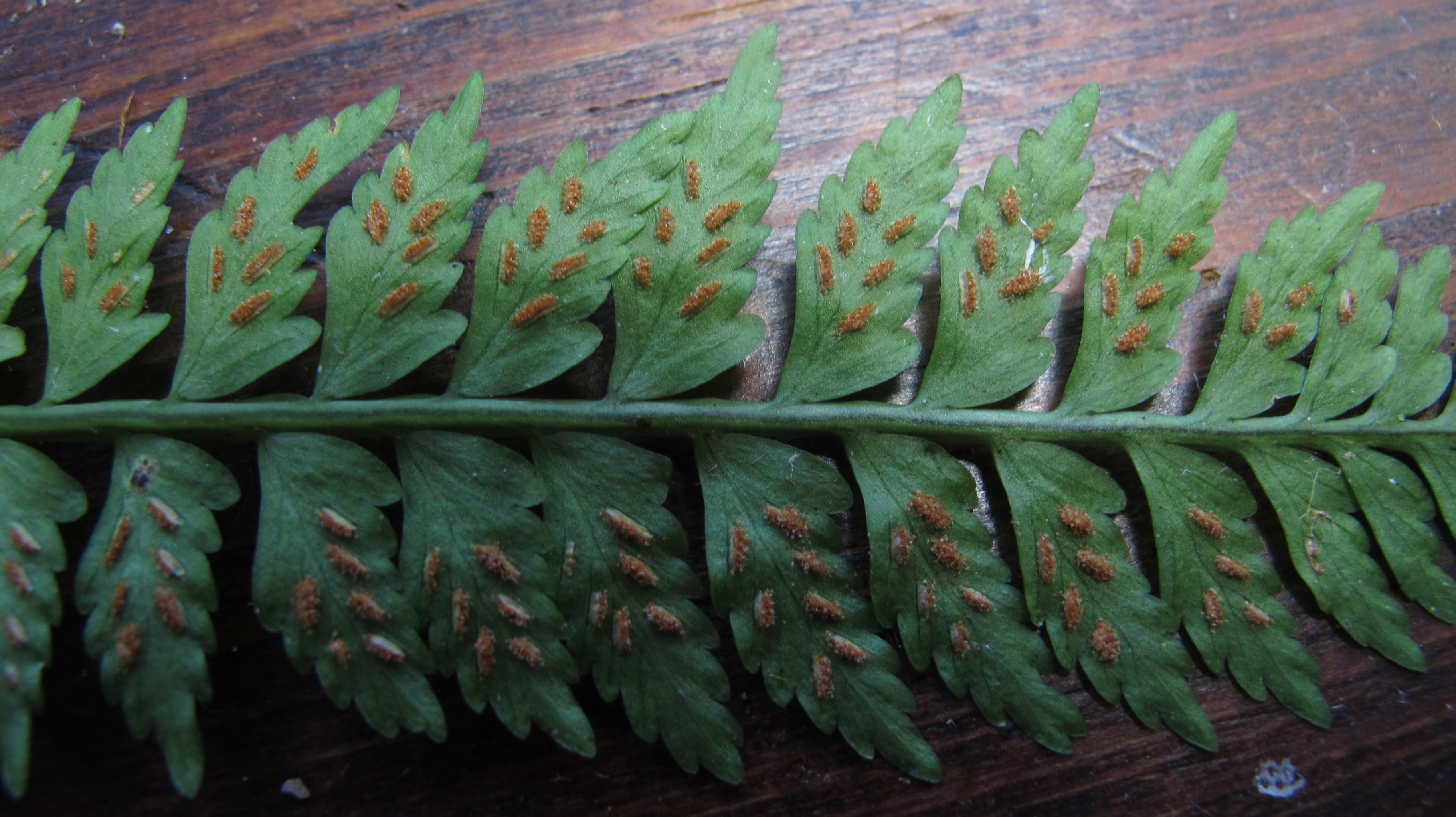 Asplenium pteropus