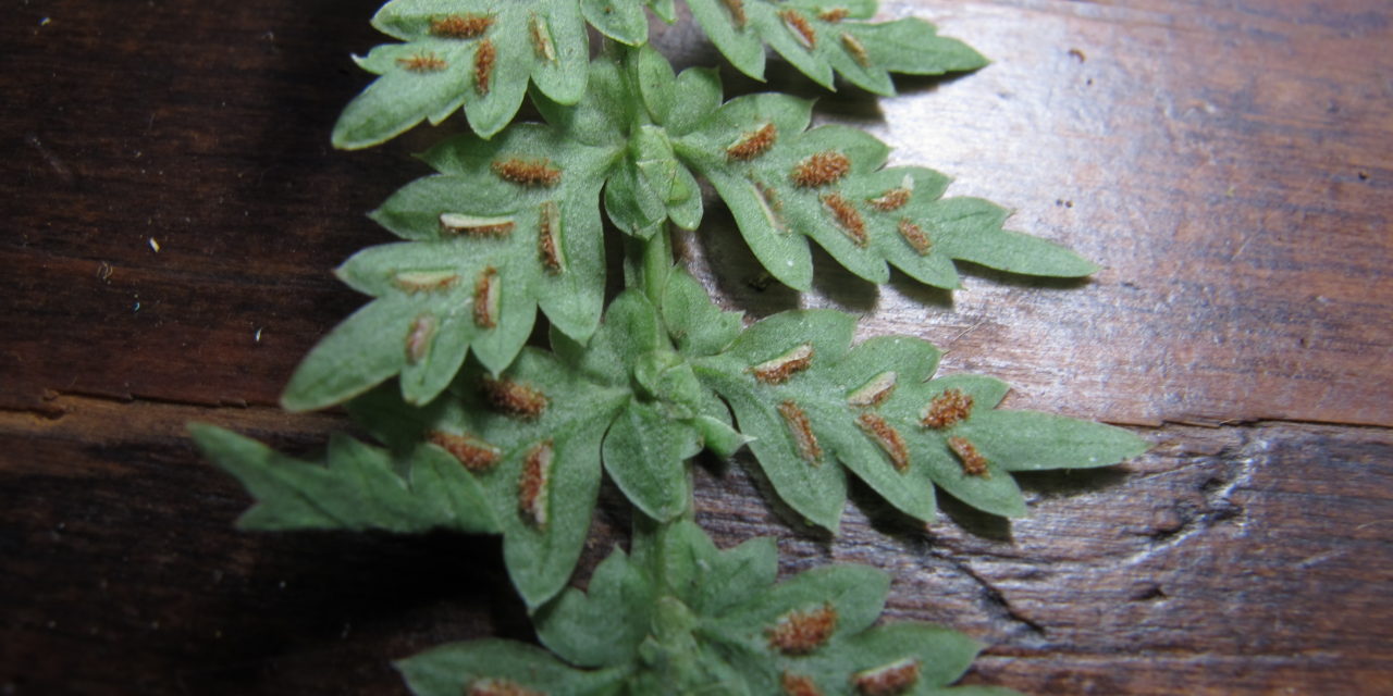 Asplenium mucronatum