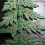 Asplenium mucronatum