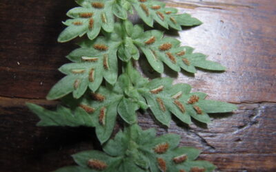 Asplenium mucronatum