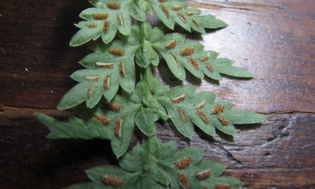 Asplenium mucronatum