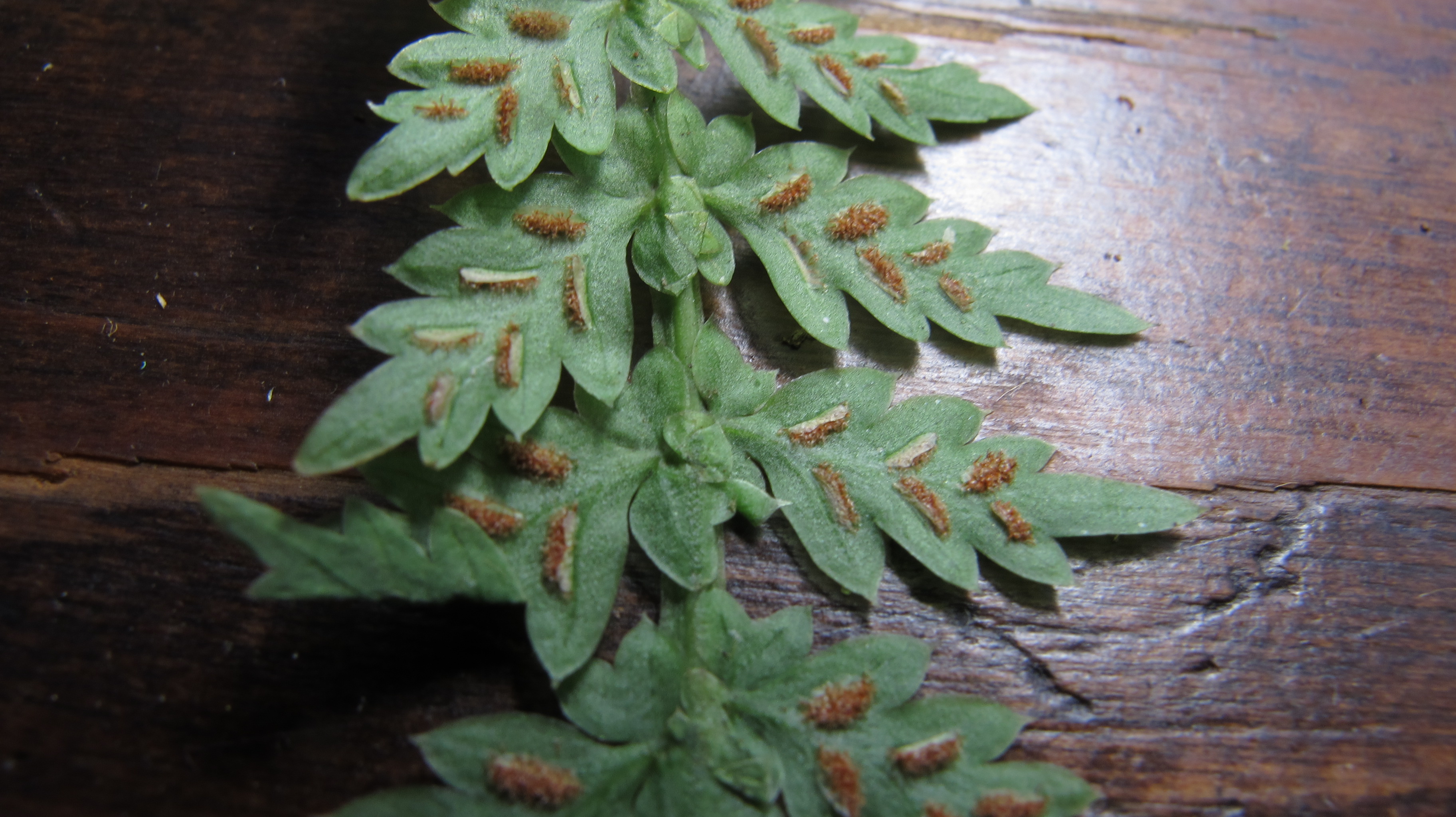 Asplenium mucronatum