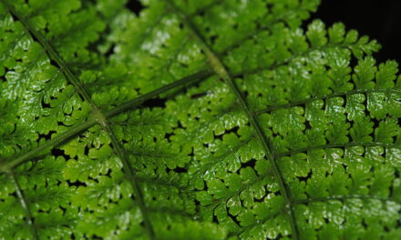 Acrophorus nodosus, vel. aff.