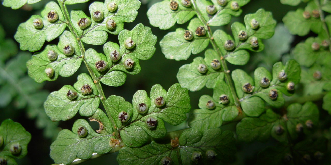 Dryopteris emeiensis