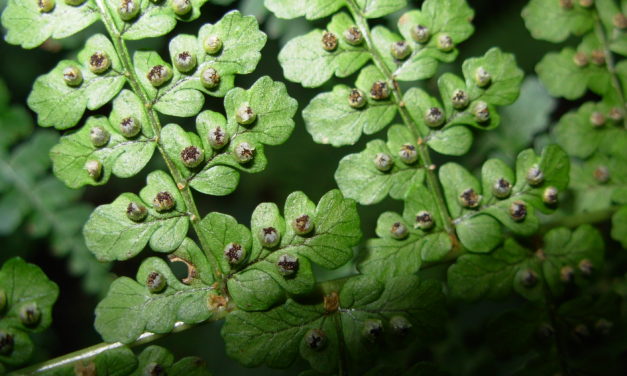 Dryopteris emeiensis