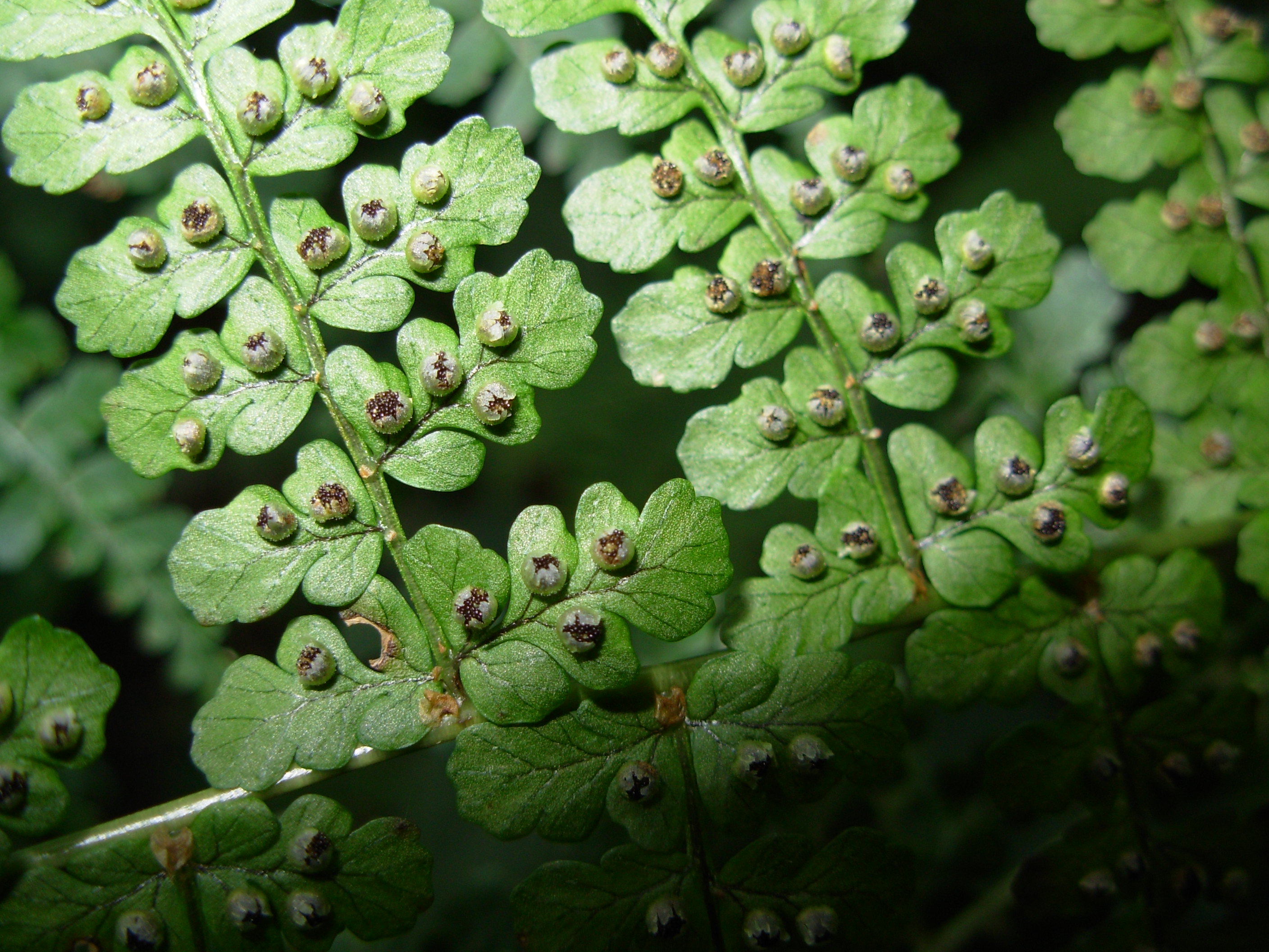 Dryopteris emeiensis