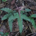 Adiantum ?