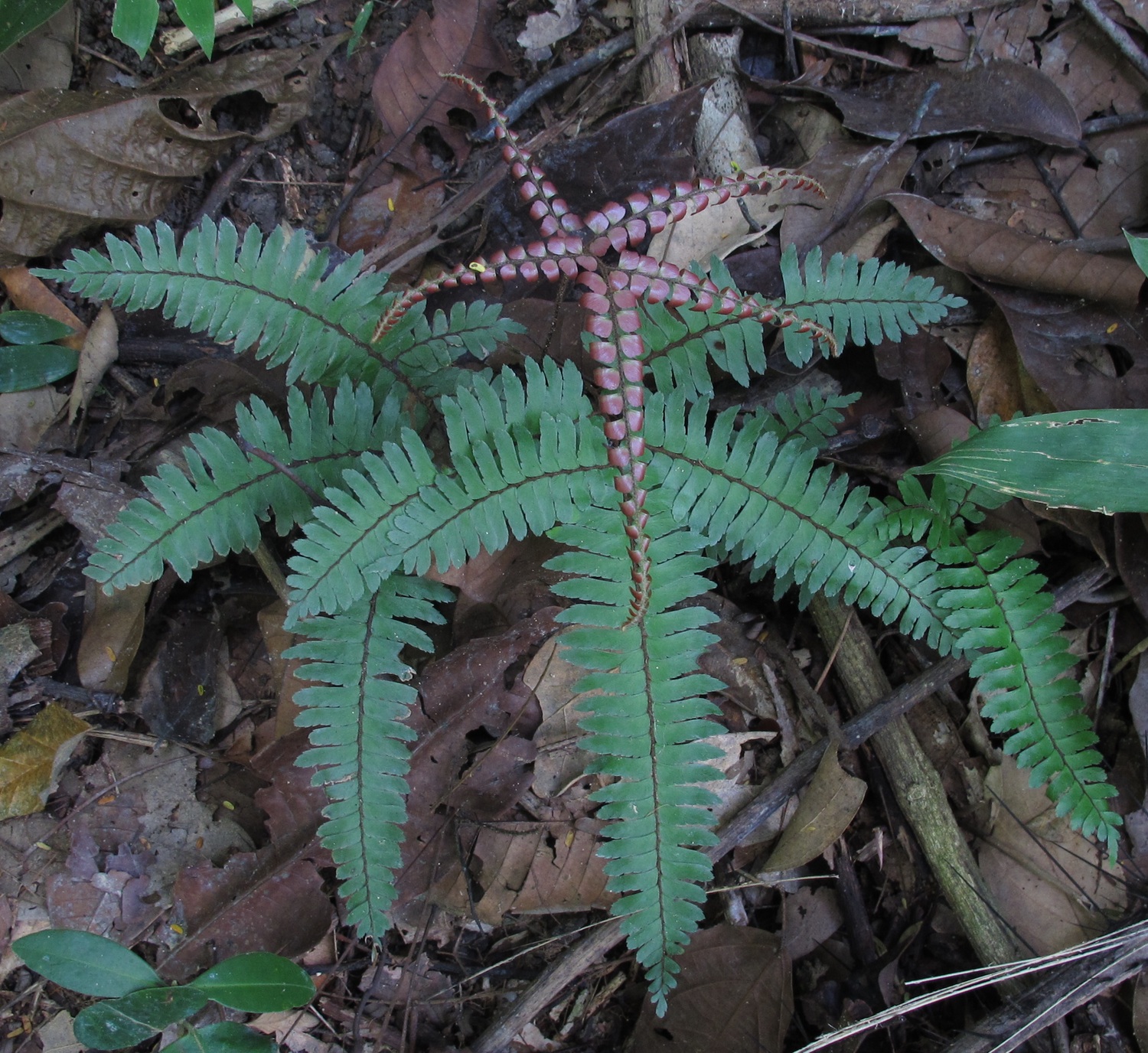 Adiantum ?