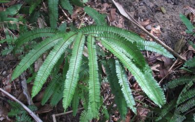 Adiantum multisorm Samp.