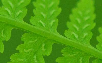 Athyrium filix-femina