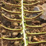 Blechnum australe subsp. auriculatum