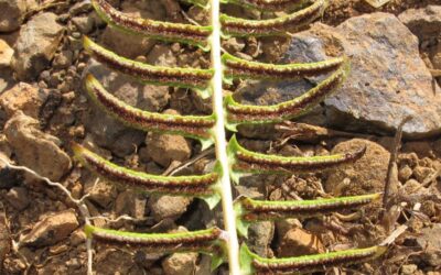 Blechnum australe subsp. auriculatum
