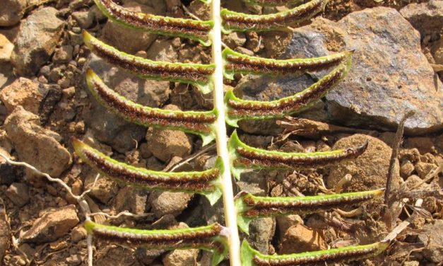 Blechnum australe subsp. auriculatum