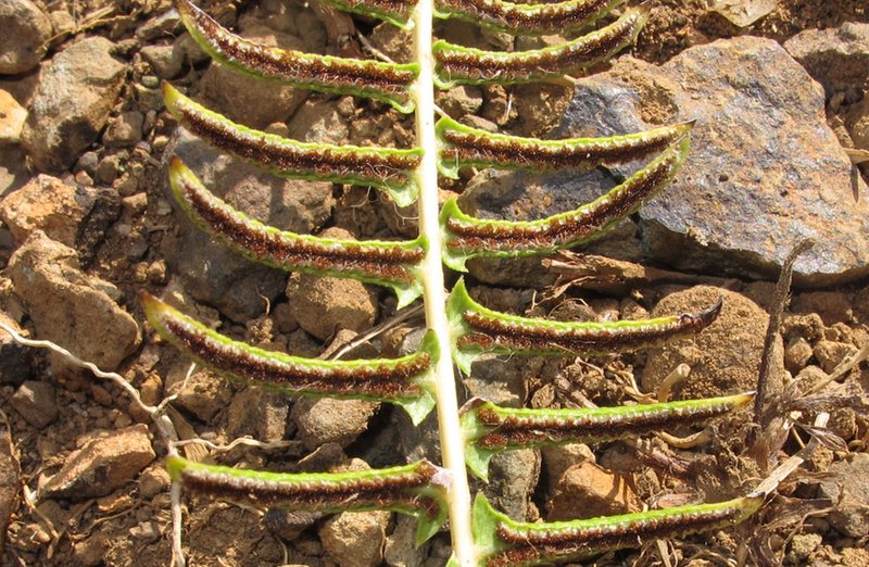 Blechnum australe subsp. auriculatum