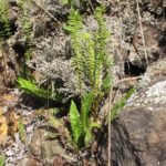 Austroblechnum penna-marina