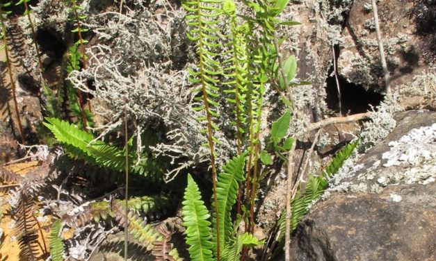 Austroblechnum penna-marina