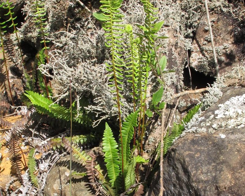 Austroblechnum penna-marina