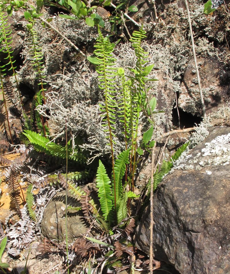 Austroblechnum penna-marina