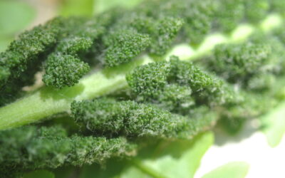 Osmundastrum cinnamomeum