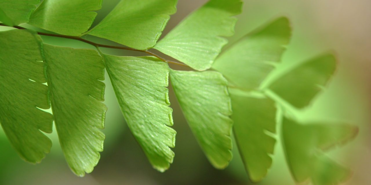 Adiantum pedatum