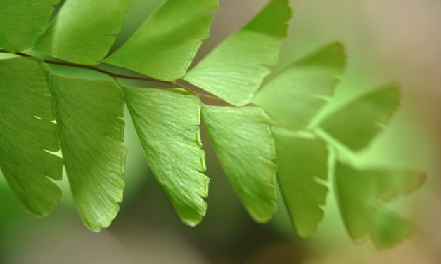 Adiantum pedatum