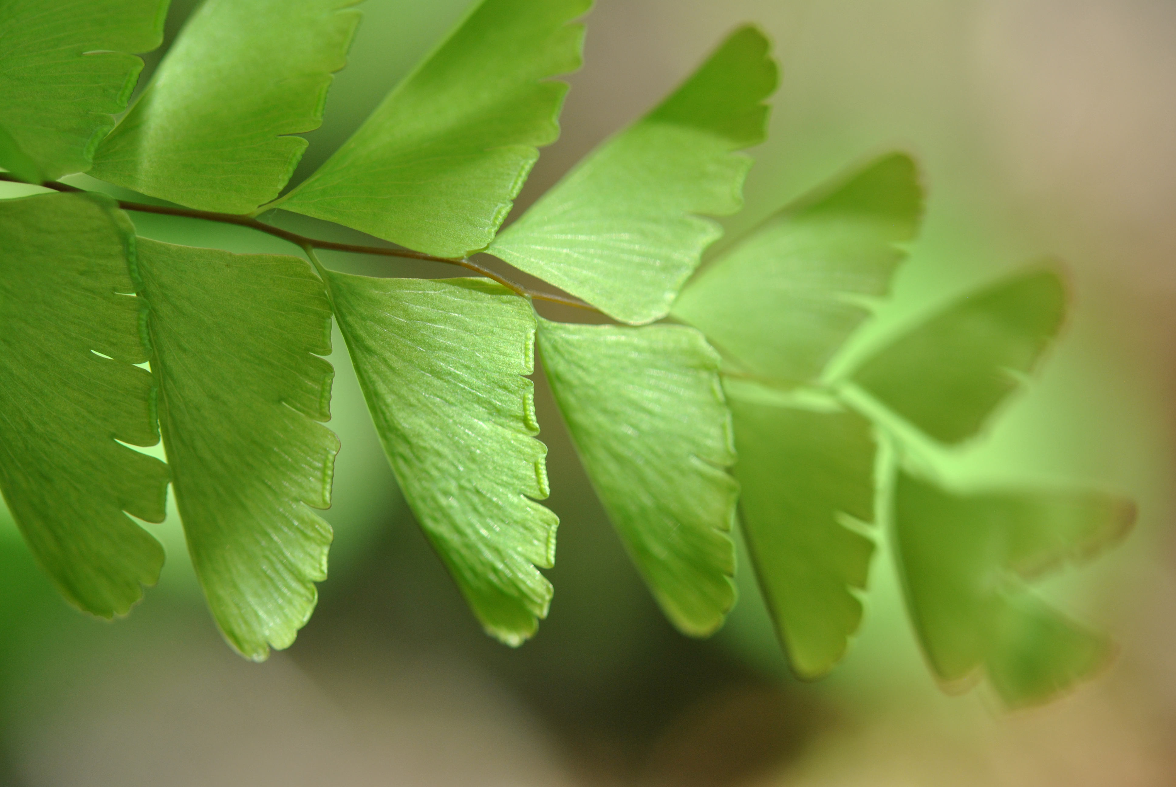 Adiantum pedatum