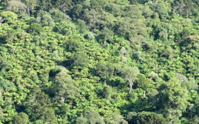 Dicksonia sellowiana