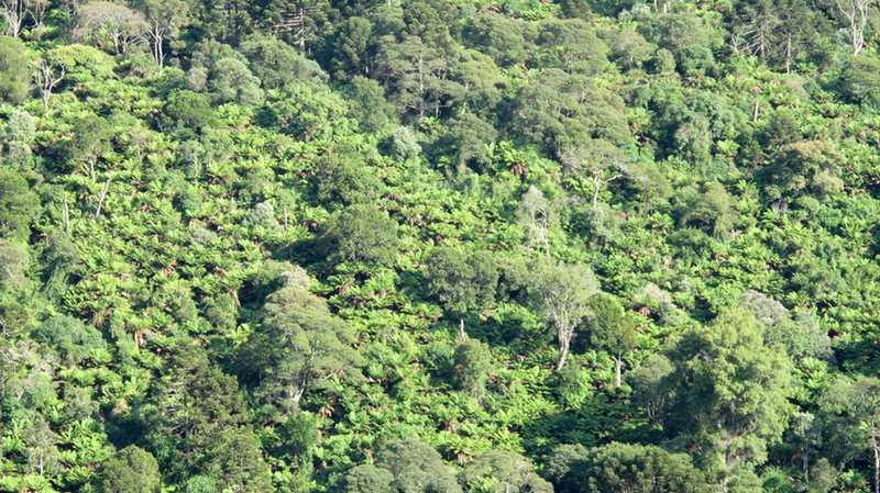 Dicksonia sellowiana in Santa Catarina