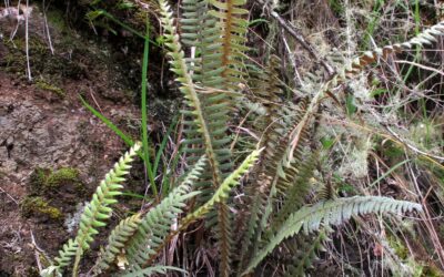 Pleopeltis hirsutissima