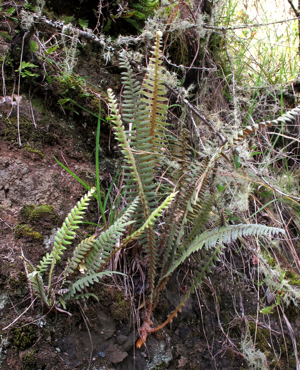 Pleopeltis hirsutissima