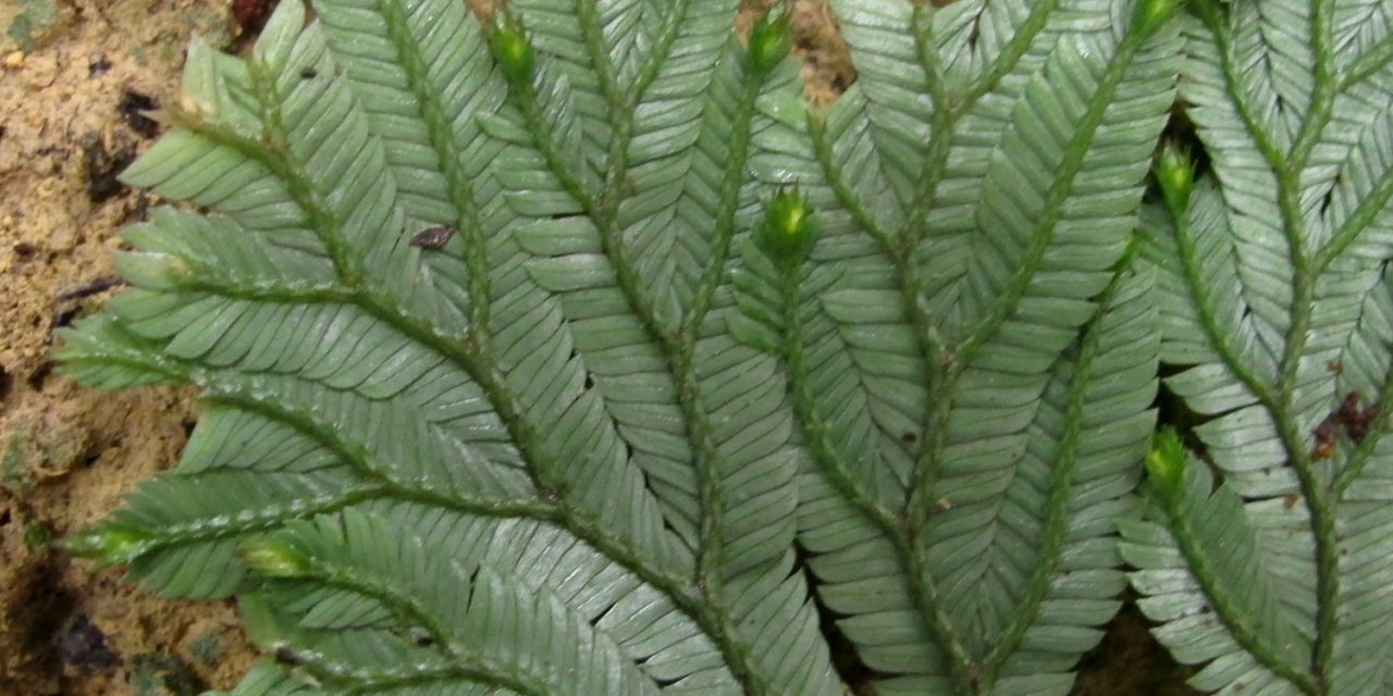 Selaginella sp.