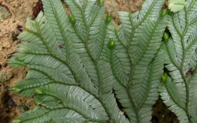 Selaginella sp.