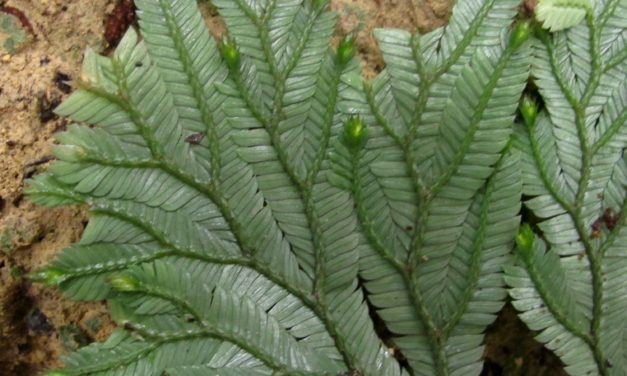 Selaginella sp.