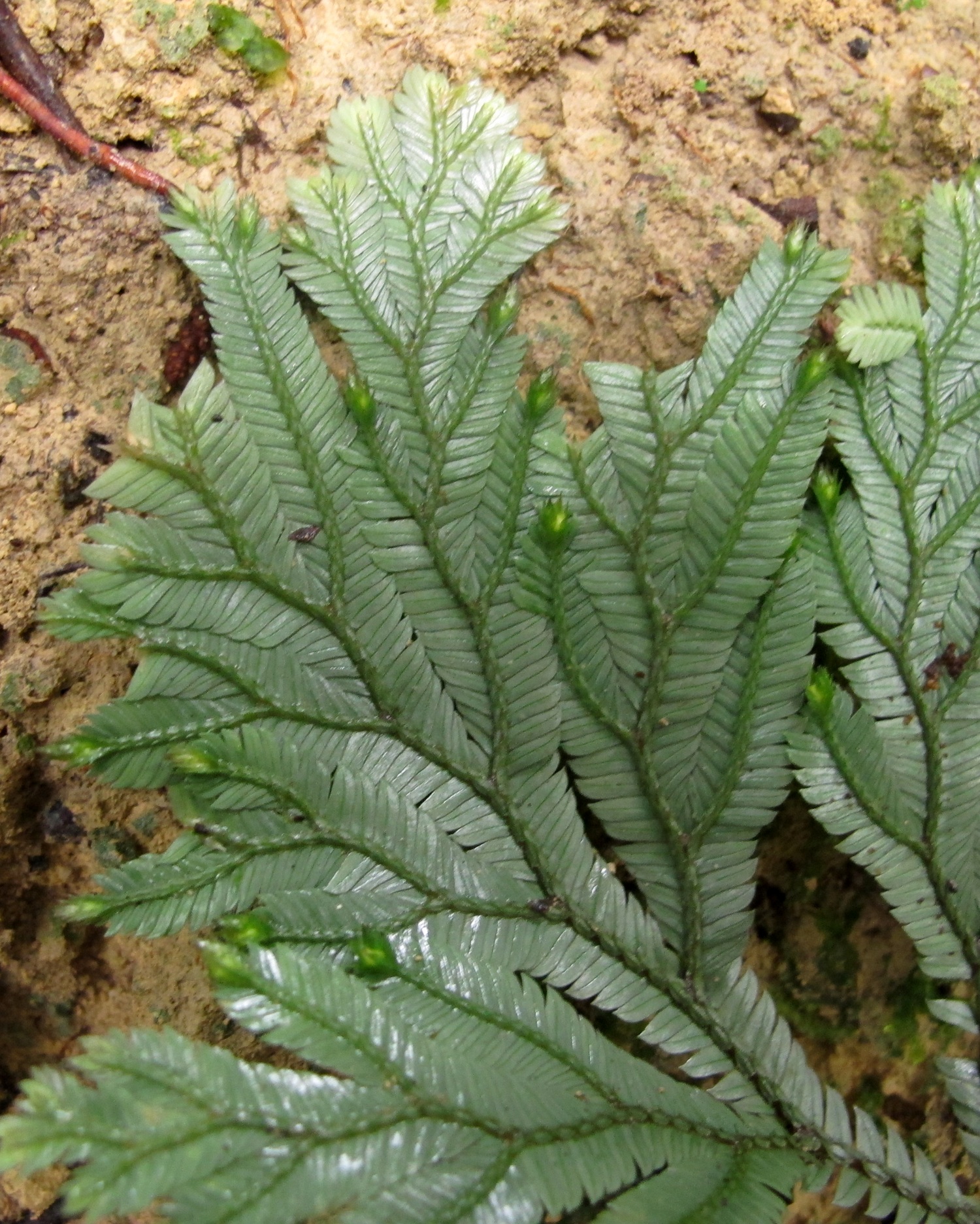 Selaginella sp.