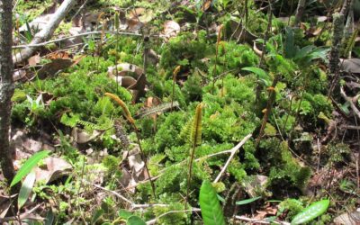 Trichomanes spruceanum