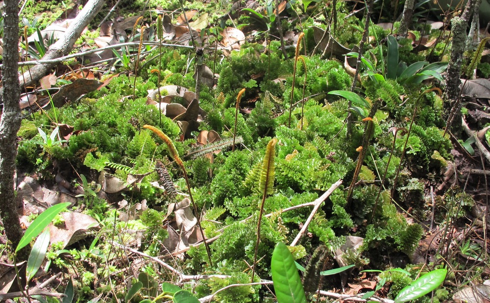 Trichomanes spruceanum