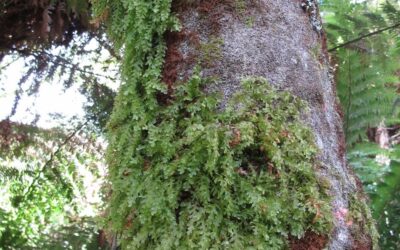 Trichomanes anadromum