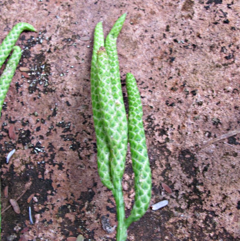 Lycopodium clavatum