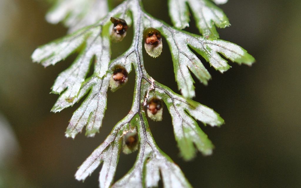 Hymenophyllum tunbrigense