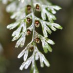 Hymenophyllum tunbrigense