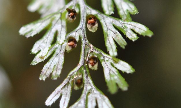 Hymenophyllum tunbrigense