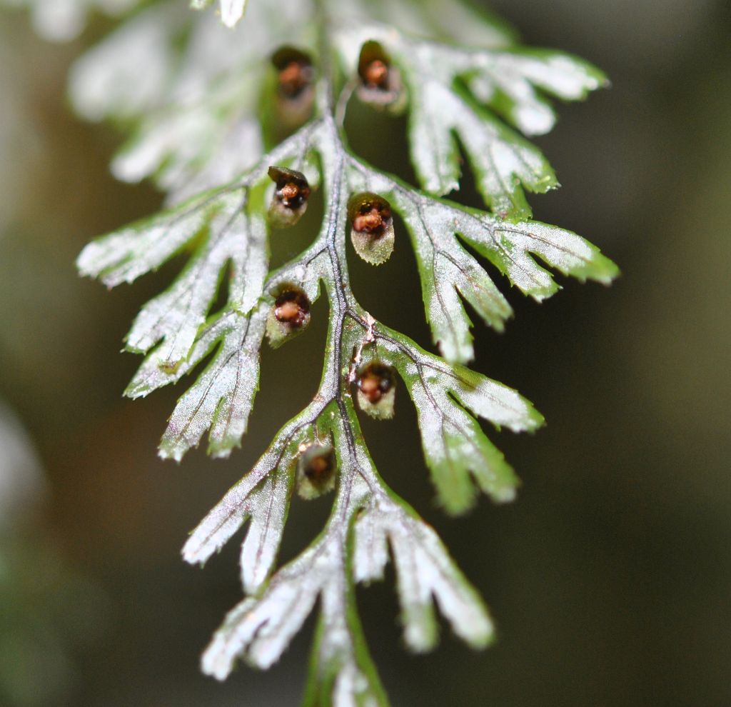 Hymenophyllum tunbrigense