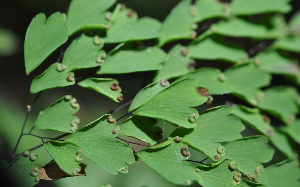 Adiantum andicola