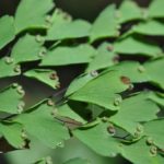 Adiantum andicola